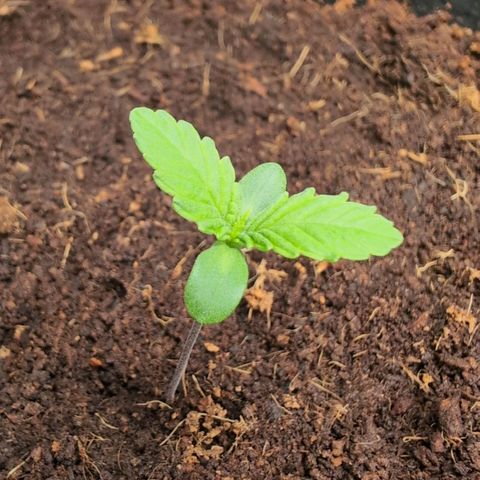 Frostbanger  #2 growlog timeline photo