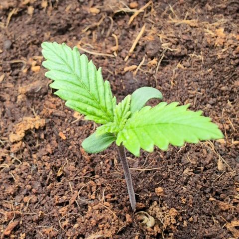 Strawberry Gorilla  #2 growlog timeline photo