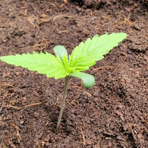 Strawberry Gorilla  #1 growlog timeline photo