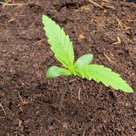 Strawberry Gorilla  #3 growlog timeline photo