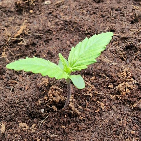 Frostbanger  #1 growlog timeline photo