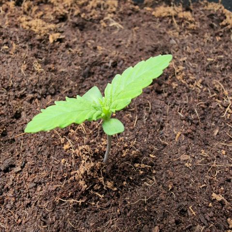 Frostbanger  #2 growlog timeline photo