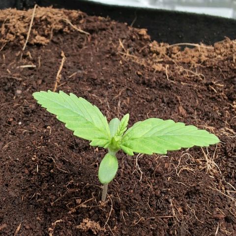 Frostbanger  #3 growlog timeline photo