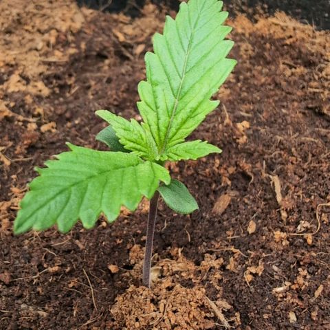Strawberry Gorilla  #2 growlog timeline photo