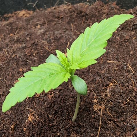 Strawberry Gorilla  #1 growlog timeline photo