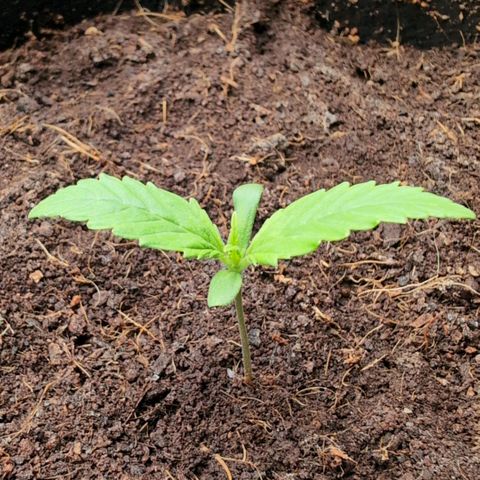 Strawberry Gorilla  #3 growlog timeline photo