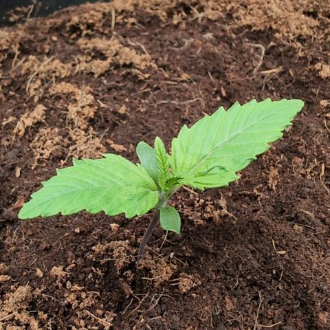 Frostbanger  #1 growlog timeline photo