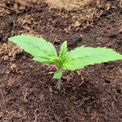 Frostbanger  #3 growlog timeline photo