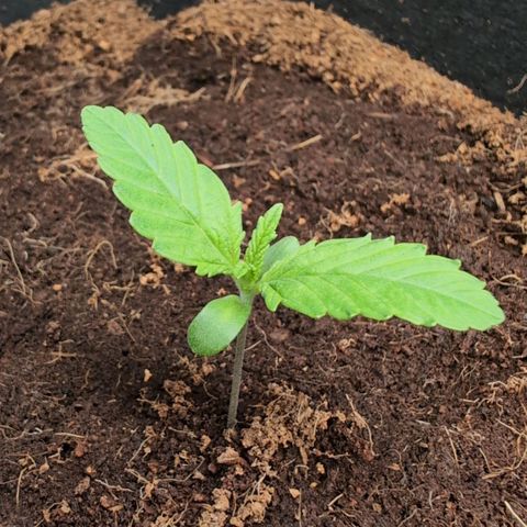 Frostbanger  #2 growlog timeline photo