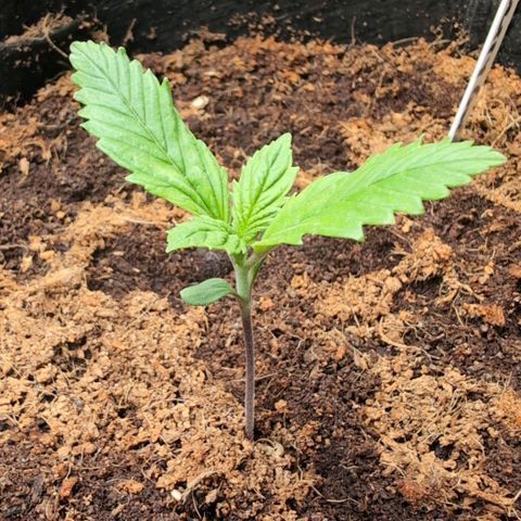 Strawberry Gorilla  #2 growlog timeline photo