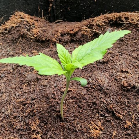 Strawberry Gorilla  #1 growlog timeline photo