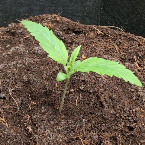 Strawberry Gorilla  #3 growlog timeline photo