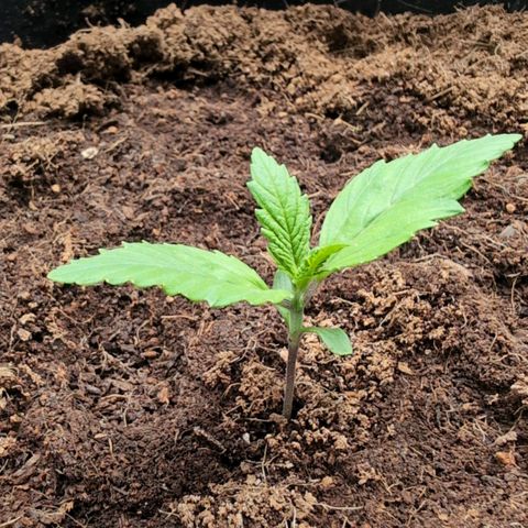 Frostbanger  #1 growlog timeline photo