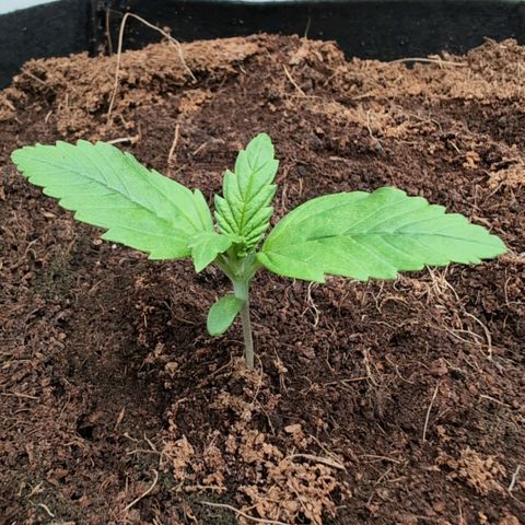 Frostbanger  #3 growlog timeline photo