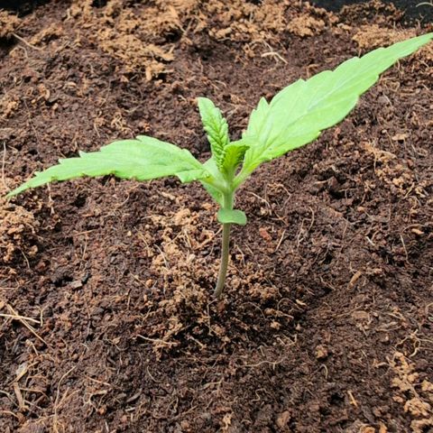 Frostbanger  #2 growlog timeline photo