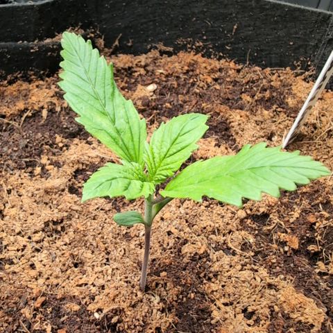 Strawberry Gorilla  #2 growlog timeline photo