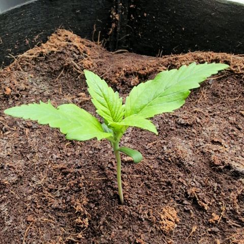 Strawberry Gorilla  #1 growlog timeline photo