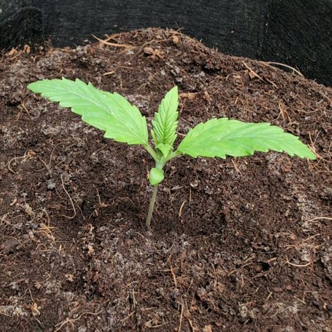 Strawberry Gorilla  #3 growlog timeline photo