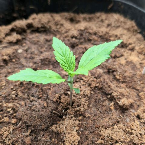 Frostbanger  #1 growlog timeline photo