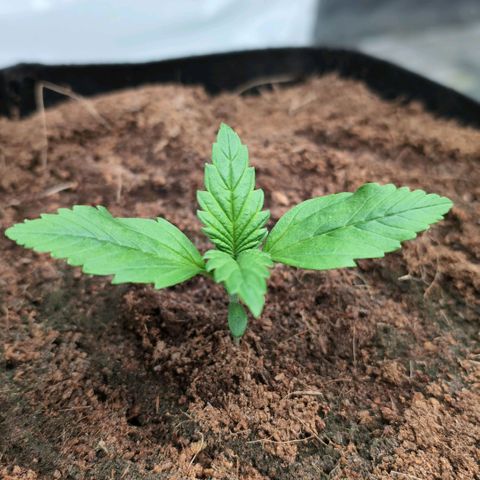Frostbanger  #3 growlog timeline photo