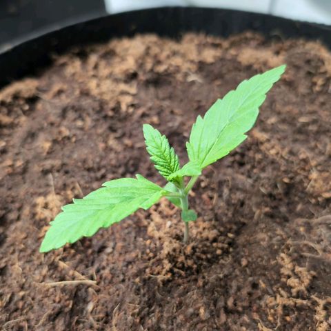 Frostbanger  #2 growlog timeline photo