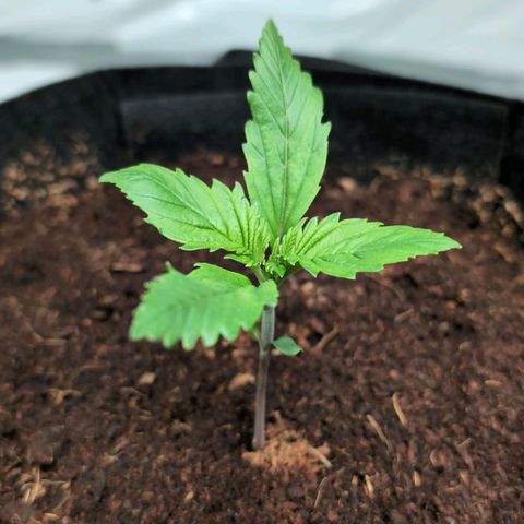 Strawberry Gorilla  #2 growlog timeline photo