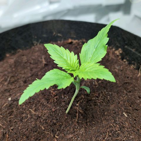 Strawberry Gorilla  #1 growlog timeline photo