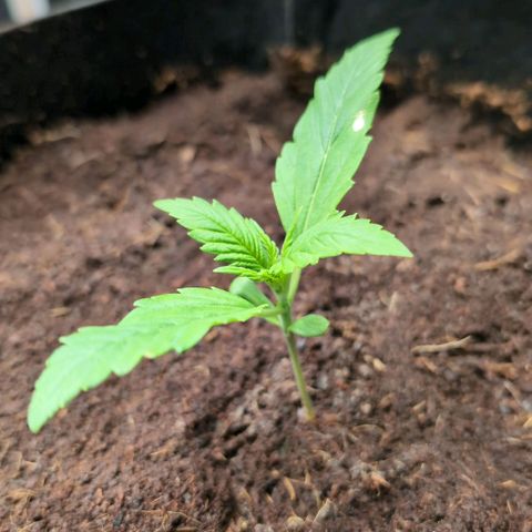 Strawberry Gorilla  #3 growlog timeline photo