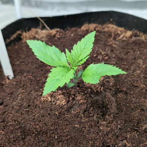 Frostbanger  #1 growlog timeline photo