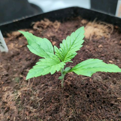 Frostbanger  #3 growlog timeline photo