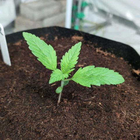Frostbanger  #2 growlog timeline photo
