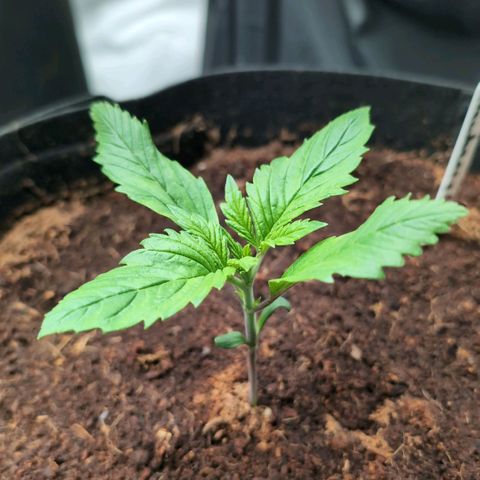 Strawberry Gorilla  #2 growlog timeline photo