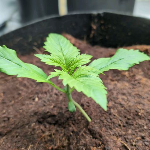Strawberry Gorilla  #1 growlog timeline photo
