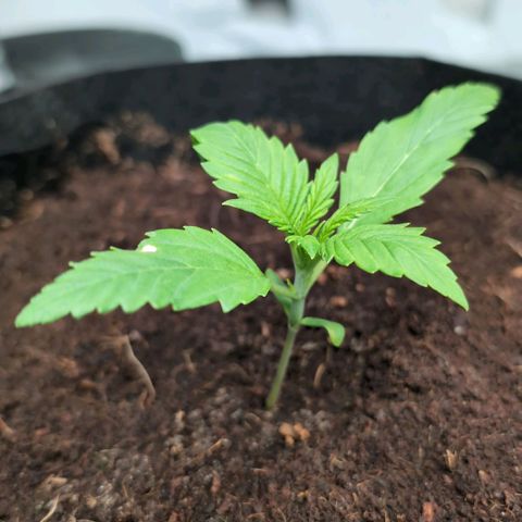 Strawberry Gorilla  #3 growlog timeline photo