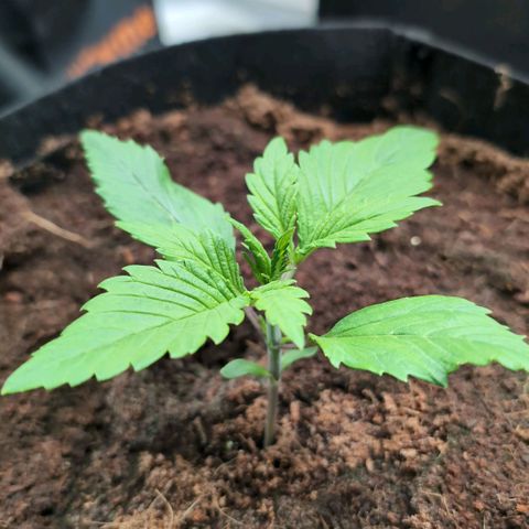 Frostbanger  #1 growlog timeline photo