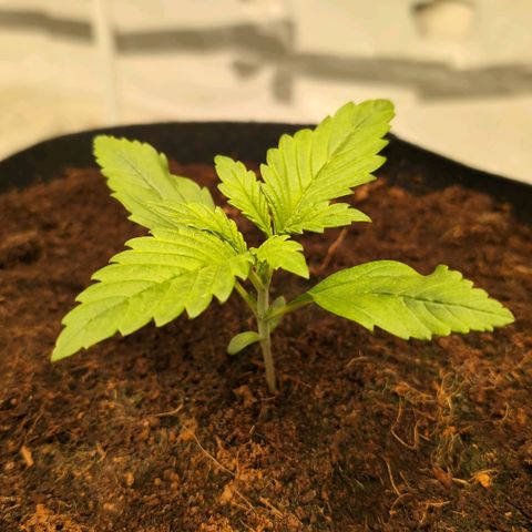 Frostbanger  #3 growlog timeline photo
