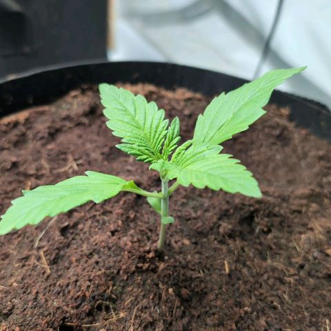 Frostbanger  #2 growlog timeline photo