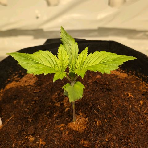 Strawberry Gorilla  #2 growlog timeline photo