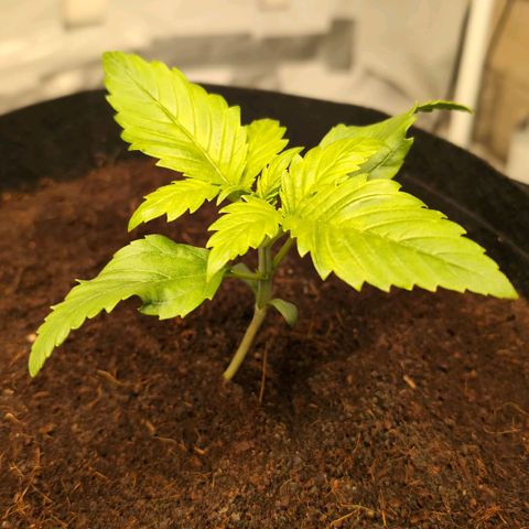Strawberry Gorilla  #1 growlog timeline photo