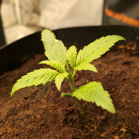 Strawberry Gorilla  #3 growlog timeline photo