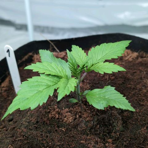 Frostbanger  #1 growlog timeline photo