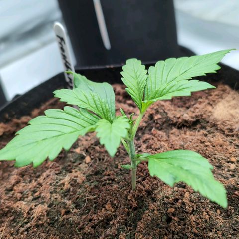 Frostbanger  #3 growlog timeline photo