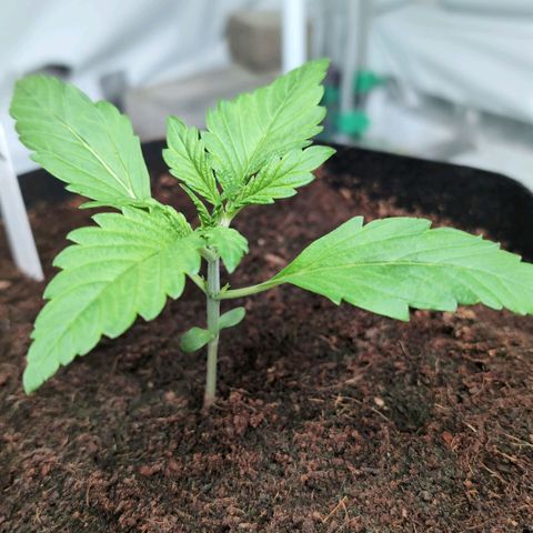 Frostbanger  #2 growlog timeline photo