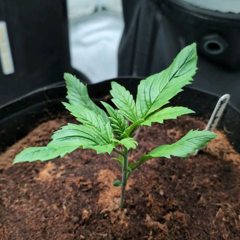 Strawberry Gorilla  #2 growlog timeline photo