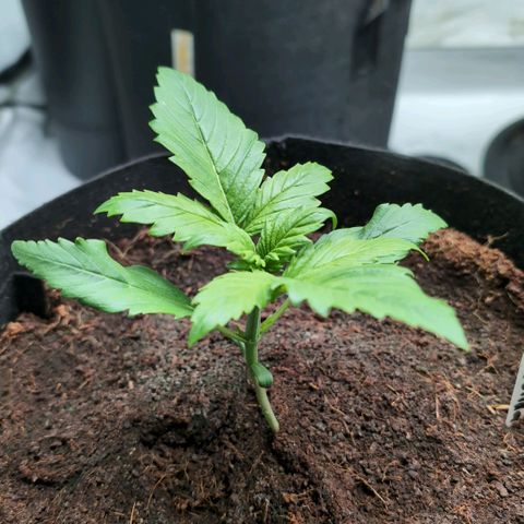 Strawberry Gorilla  #1 growlog timeline photo