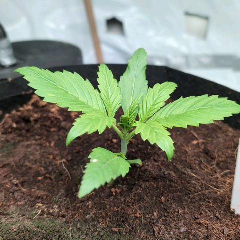 Strawberry Gorilla  #3 growlog timeline photo
