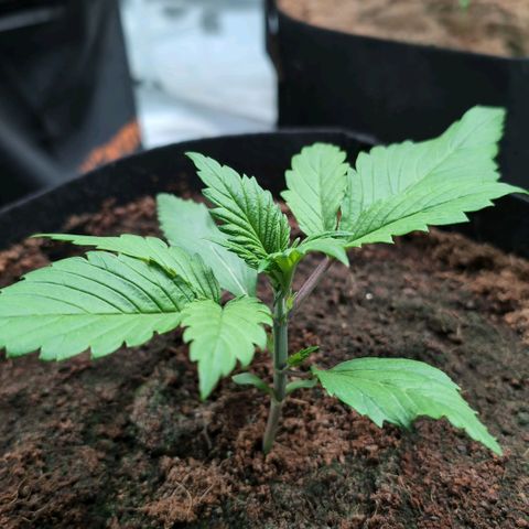 Frostbanger  #1 growlog timeline photo