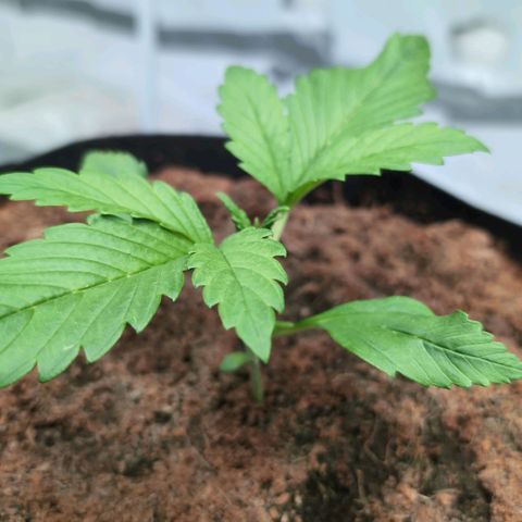 Frostbanger  #3 growlog timeline photo
