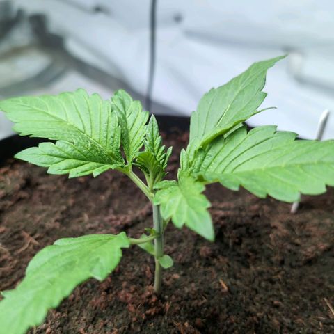 Frostbanger  #2 growlog timeline photo