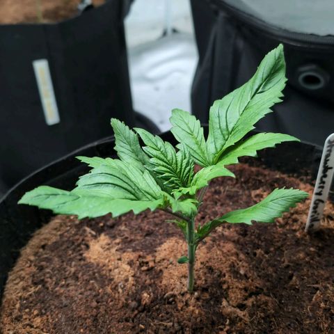 Strawberry Gorilla  #2 growlog timeline photo